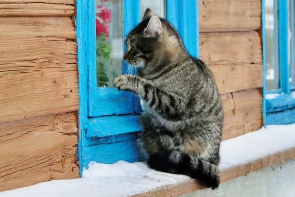 Кракен современный даркнет